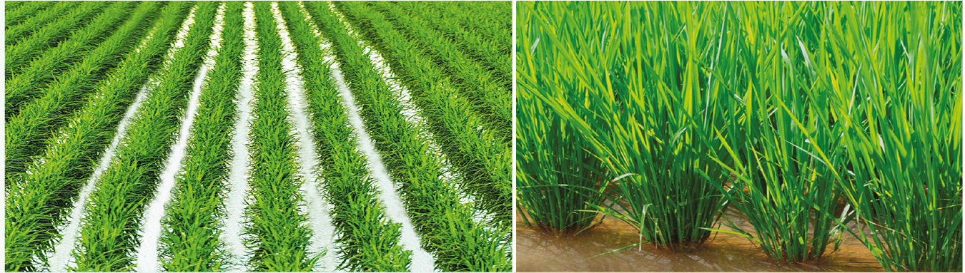 Cotton, vegetable and maize fields protected by VIRAL 55 EC