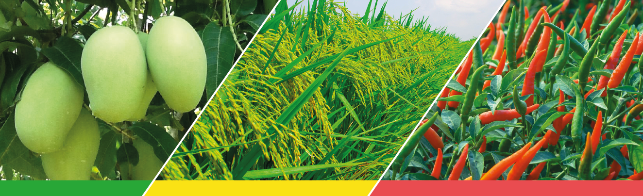Cotton, vegetable and maize fields protected by VIRAL 55 EC