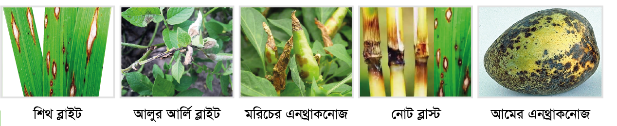 Cotton, vegetable and maize fields protected by VIRAL 55 EC