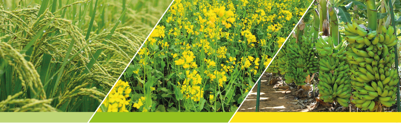 Cotton, vegetable and maize fields protected by VIRAL 55 EC