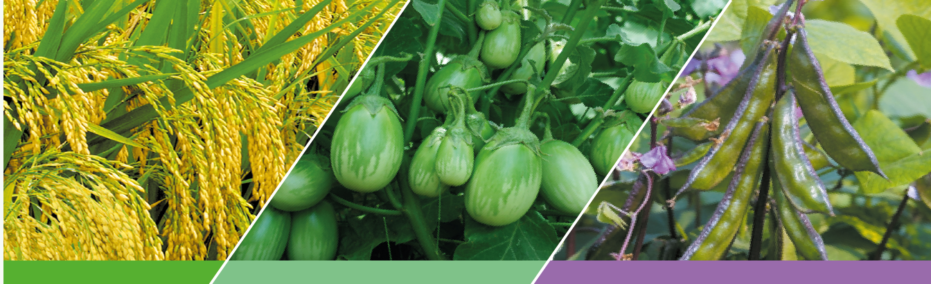 Cotton, vegetable and maize fields protected by VIRAL 55 EC