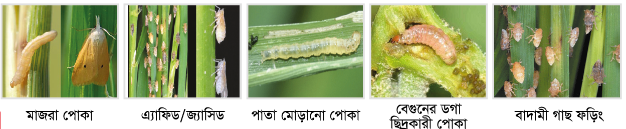Cotton, vegetable and maize fields protected by VIRAL 55 EC
