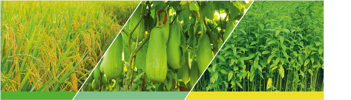 Cotton, vegetable and maize fields protected by VIRAL 55 EC