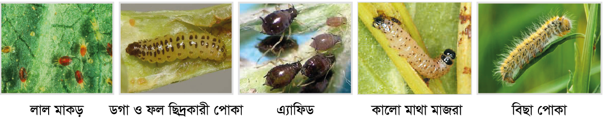 Cotton, vegetable and maize fields protected by VIRAL 55 EC