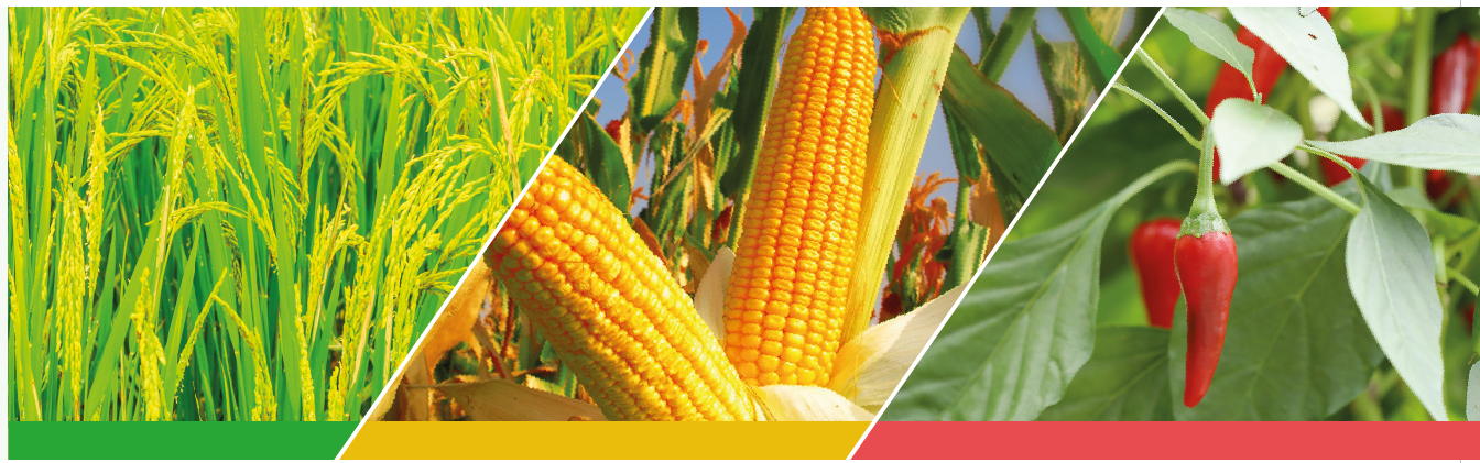 Cotton, vegetable and maize fields protected by VIRAL 55 EC