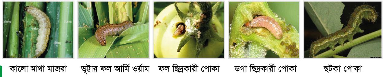 Cotton, vegetable and maize fields protected by VIRAL 55 EC