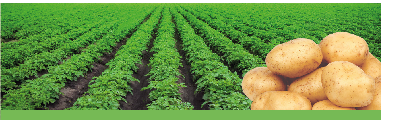 Cotton, vegetable and maize fields protected by VIRAL 55 EC