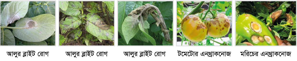 Cotton, vegetable and maize fields protected by VIRAL 55 EC