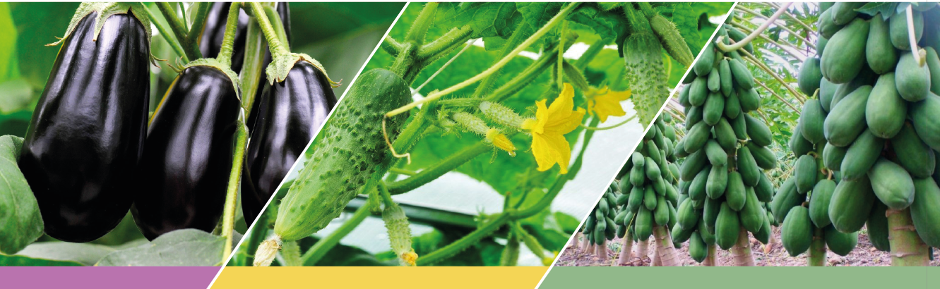 Cotton, vegetable and maize fields protected by VIRAL 55 EC