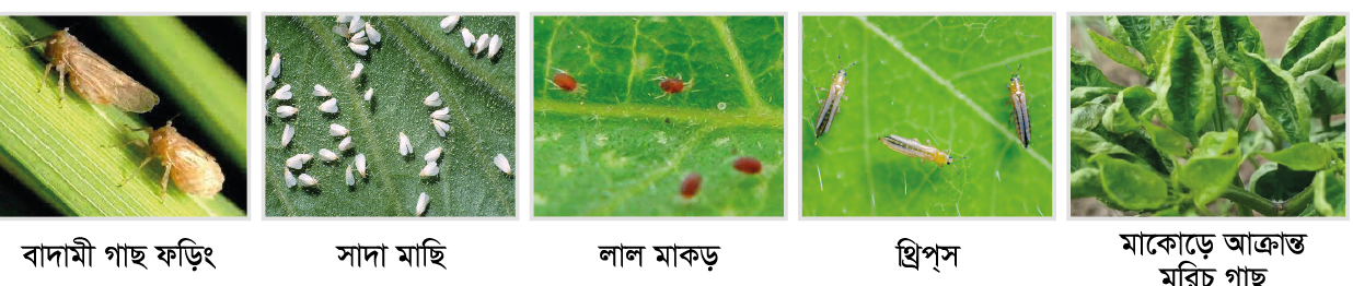 Cotton, vegetable and maize fields protected by VIRAL 55 EC